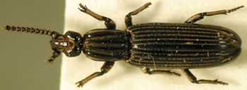 Media type: image;   Entomology 33118 Aspect: habitus dorsal view